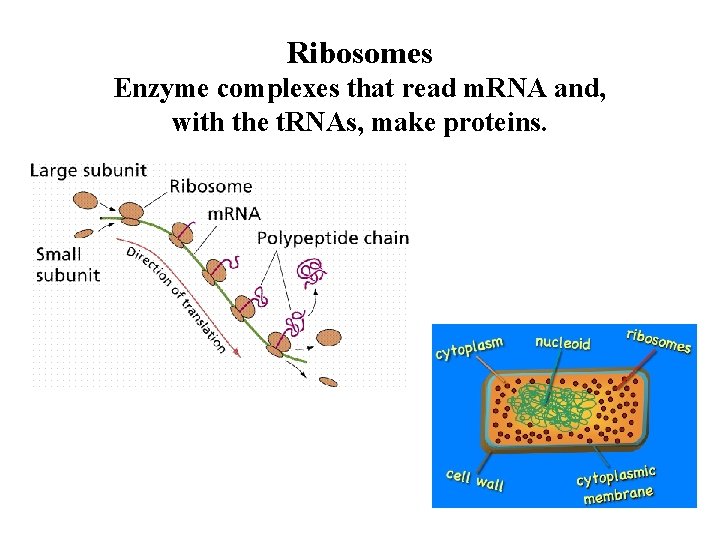 Ribosomes Enzyme complexes that read m. RNA and, with the t. RNAs, make proteins.