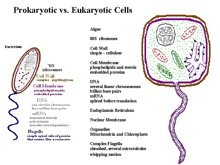  Prokaryotic vs. Eukaryotic Cells Algae 80 S ribosomes Cell Wall simple – cellulose