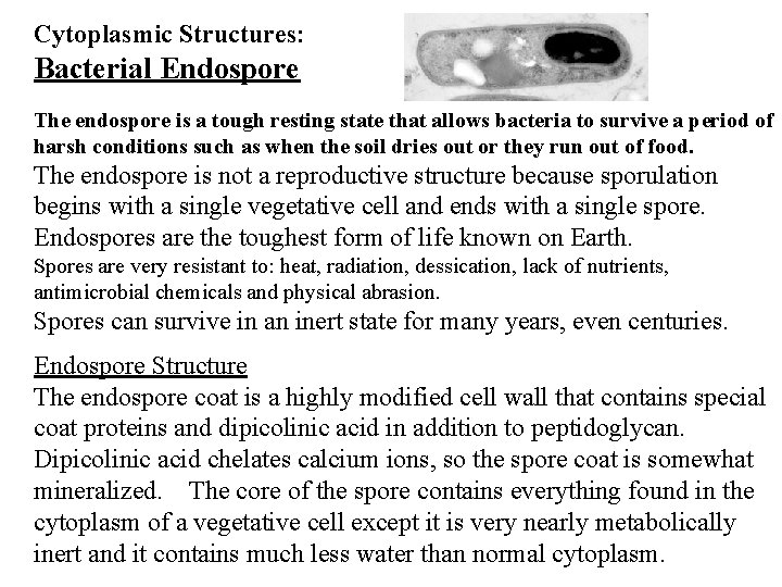 Cytoplasmic Structures: Bacterial Endospore The endospore is a tough resting state that allows bacteria