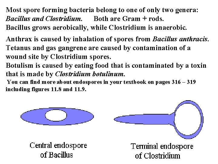 Most spore forming bacteria belong to one of only two genera: Bacillus and Clostridium.