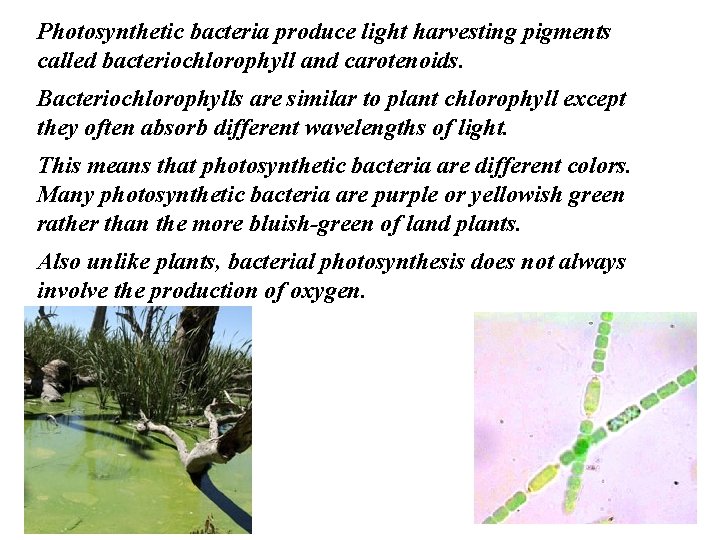 Photosynthetic bacteria produce light harvesting pigments called bacteriochlorophyll and carotenoids. Bacteriochlorophylls are similar to