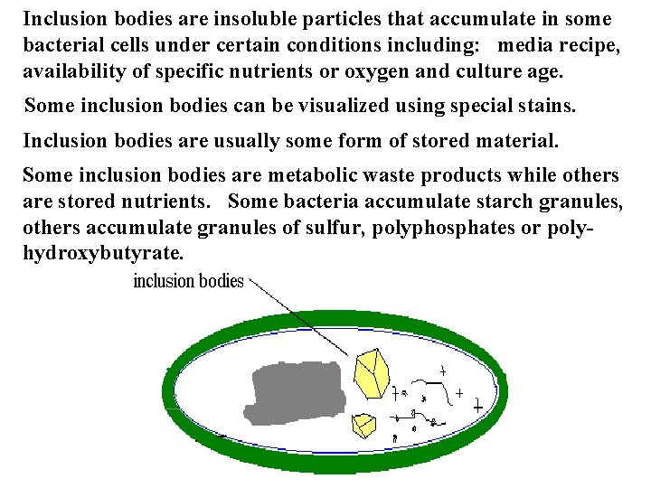 Inclusion bodies are insoluble particles that accumulate in some bacterial cells under certain conditions