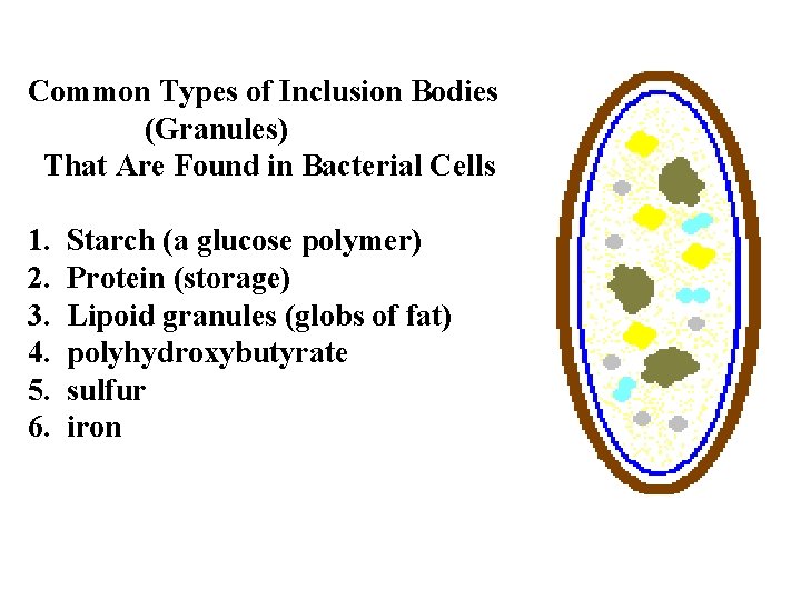 Common Types of Inclusion Bodies (Granules) That Are Found in Bacterial Cells 1. Starch