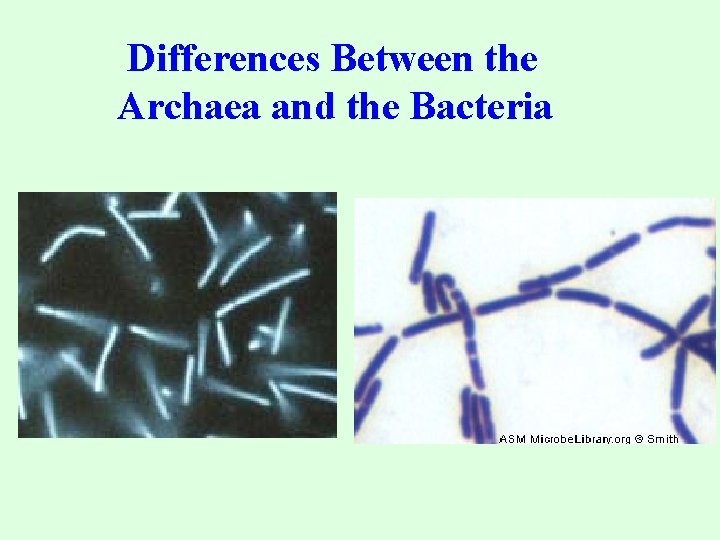  Differences Between the Archaea and the Bacteria 9/25/17 