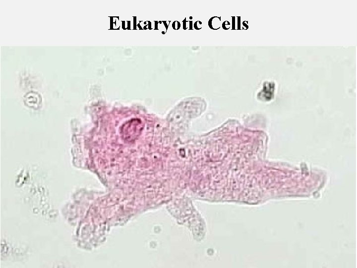  Eukaryotic Cells 9/25/17 