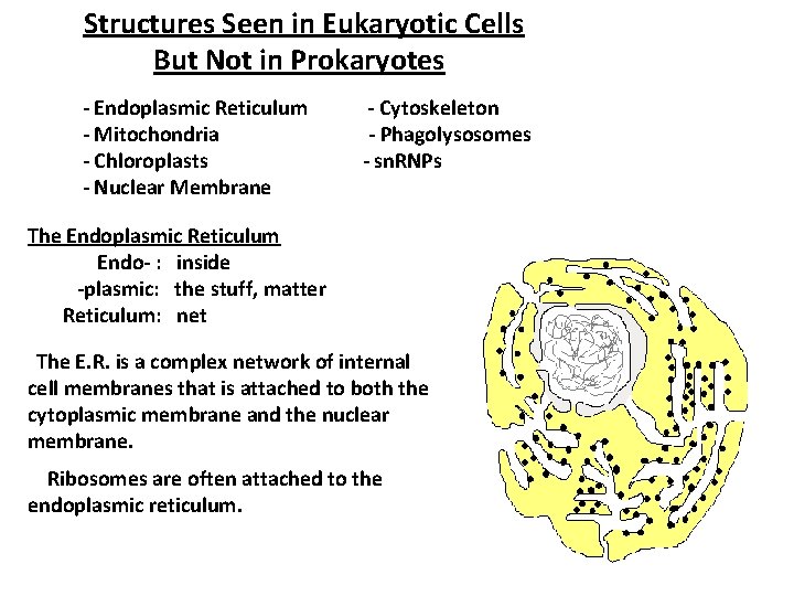 Structures Seen in Eukaryotic Cells But Not in Prokaryotes - Endoplasmic Reticulum - Mitochondria