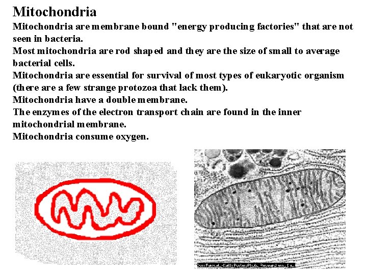 Mitochondria are membrane bound "energy producing factories" that are not seen in bacteria. Most