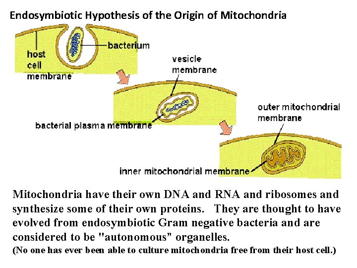Endosymbiotic Hypothesis of the Origin of Mitochondria have their own DNA and RNA and
