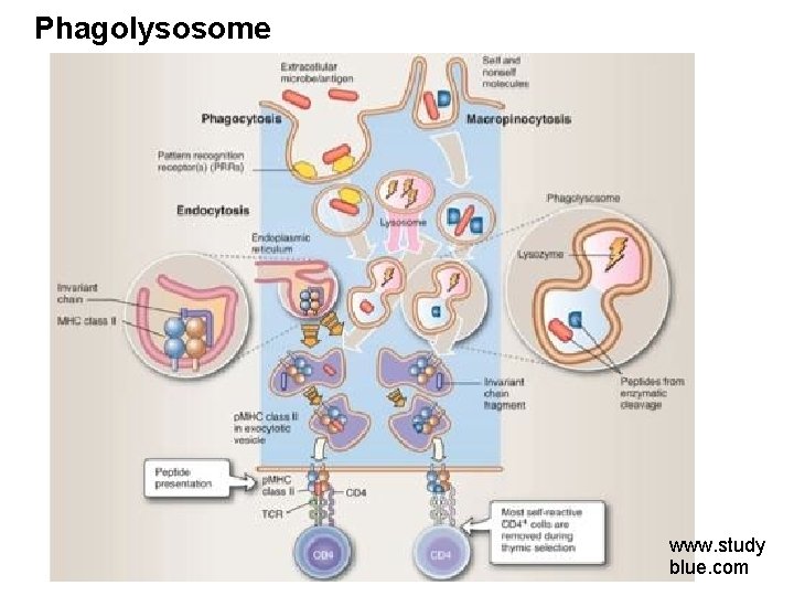Phagolysosome 9/14/14 www. study blue. com 