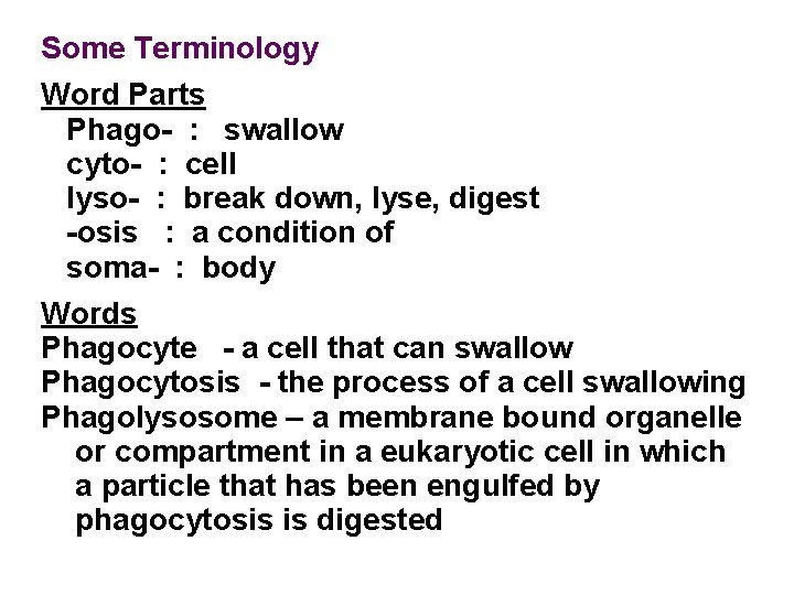 Some Terminology Word Parts Phago- : swallow cyto- : cell lyso- : break down,