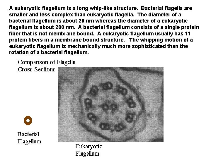 A eukaryotic flagellum is a long whip-like structure. Bacterial flagella are smaller and less