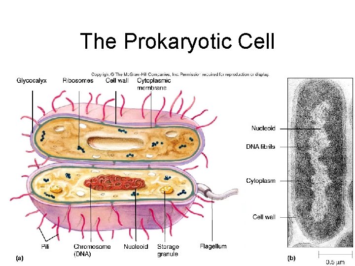 The Prokaryotic Cell 