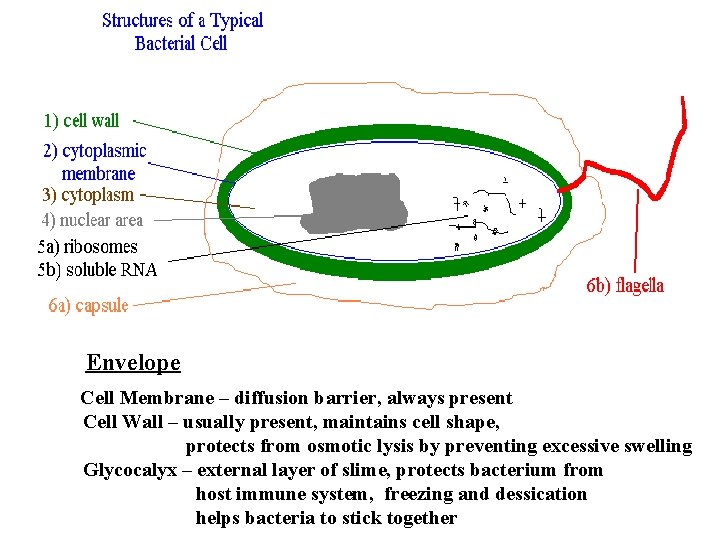  Envelope Cell Membrane – diffusion barrier, always present Cell Wall – usually present,