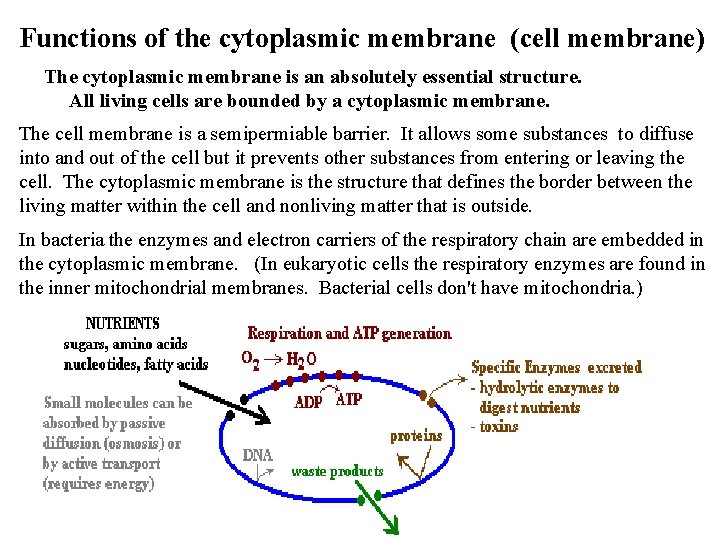 Functions of the cytoplasmic membrane (cell membrane) The cytoplasmic membrane is an absolutely essential
