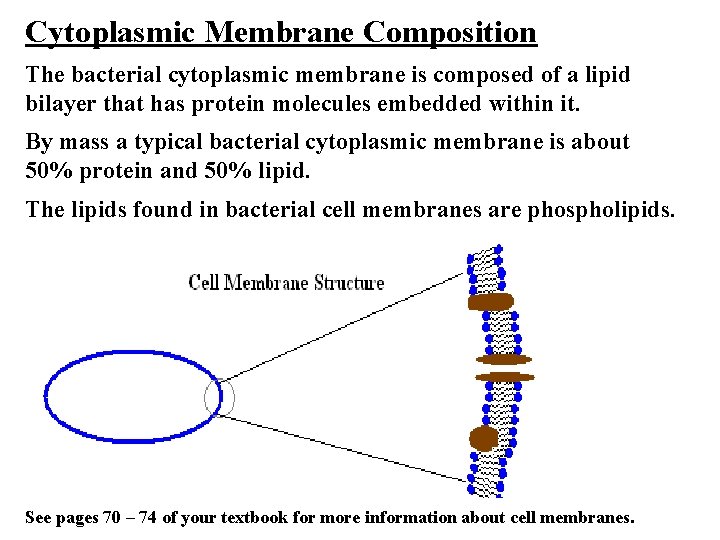 Cytoplasmic Membrane Composition The bacterial cytoplasmic membrane is composed of a lipid bilayer that