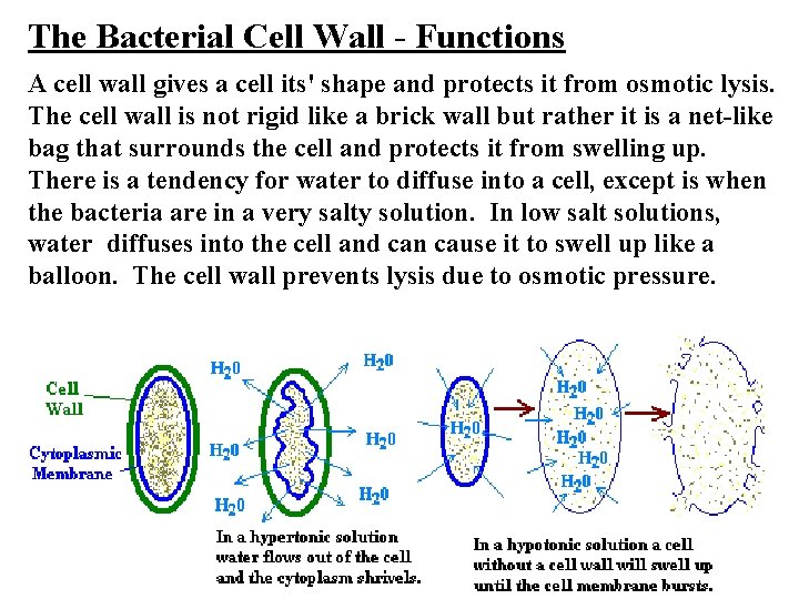 The Bacterial Cell Wall - Functions A cell wall gives a cell its' shape