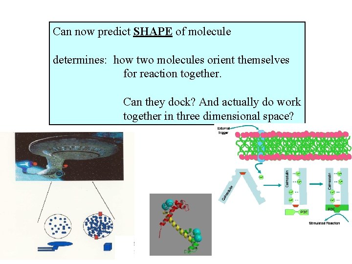 Can now predict SHAPE of molecule determines: how two molecules orient themselves for reaction