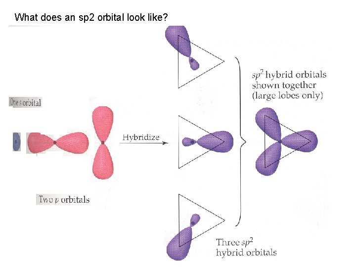 What does an sp 2 orbital look like? 