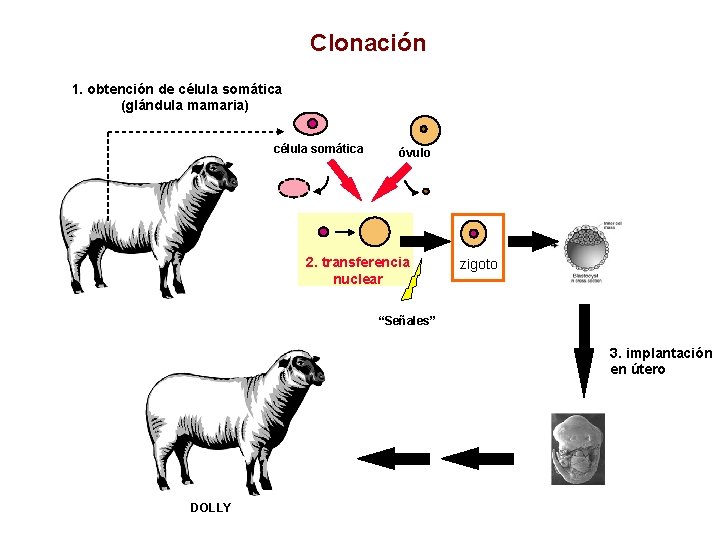 Clonación 1. obtención de célula somática (glándula mamaria) célula somática óvulo 2. transferencia nuclear