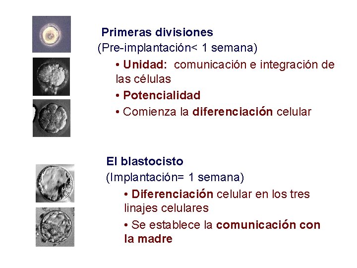 Primeras divisiones (Pre-implantación< 1 semana) • Unidad: comunicación e integración de las células •
