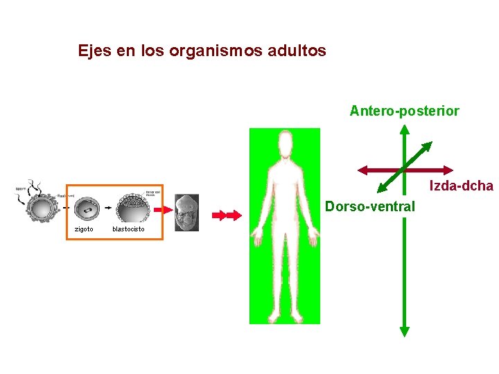 Ejes en los organismos adultos Antero-posterior Izda-dcha Dorso-ventral zigoto blastocisto 