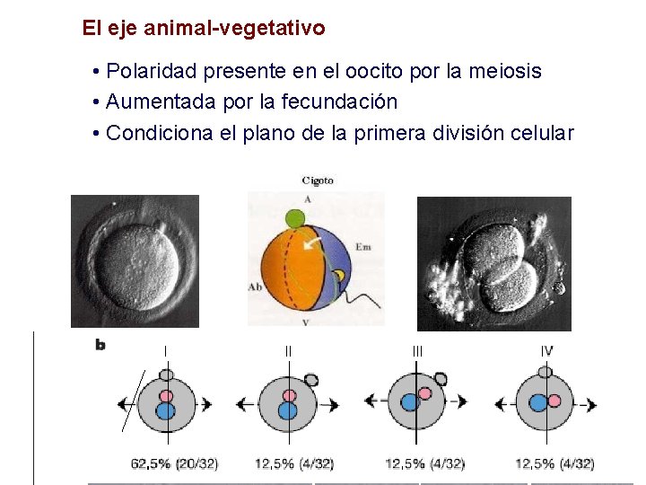 El eje animal-vegetativo • Polaridad presente en el oocito por la meiosis • Aumentada