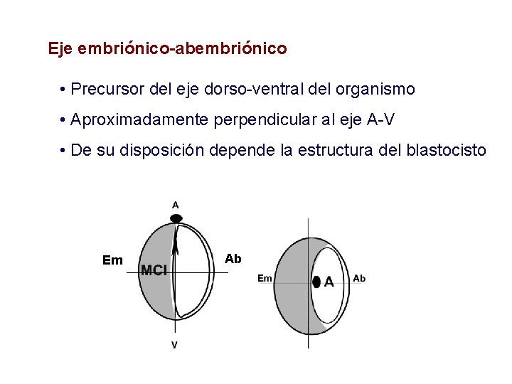 Eje embriónico-abembriónico • Precursor del eje dorso-ventral del organismo • Aproximadamente perpendicular al eje