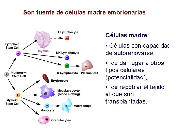Son fuente de células madre embrionarias Células madre: • Células con capacidad de autorenovarse,