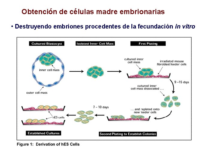 Obtención de células madre embrionarias • Destruyendo embriones procedentes de la fecundación in vitro