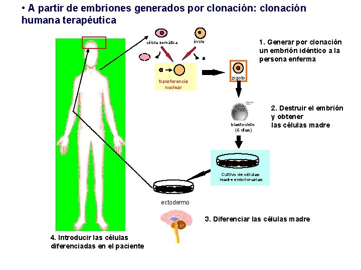  • A partir de embriones generados por clonación: clonación humana terapéutica célula somática