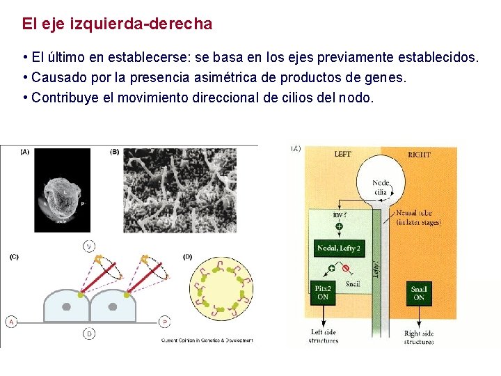 El eje izquierda-derecha • El último en establecerse: se basa en los ejes previamente