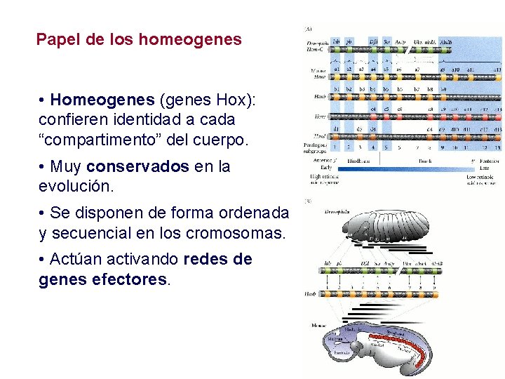 Papel de los homeogenes • Homeogenes (genes Hox): confieren identidad a cada “compartimento” del