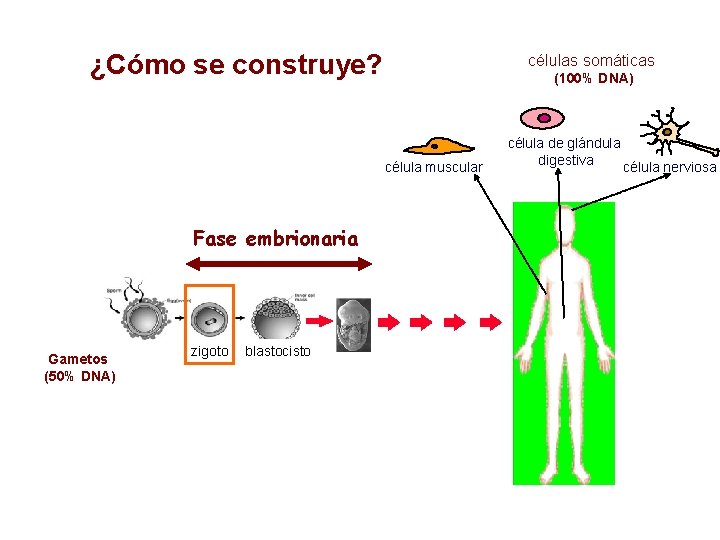 ¿Cómo se construye? células somáticas (100% DNA) célula muscular Fase embrionaria Gametos (50% DNA)