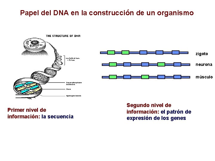 Papel del DNA en la construcción de un organismo zigoto neurona músculo Primer nivel