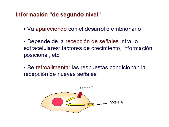 Información “de segundo nivel” • Va apareciendo con el desarrollo embrionario • Depende de