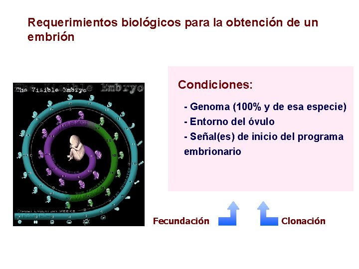 Requerimientos biológicos para la obtención de un embrión Condiciones: - Genoma (100% y de