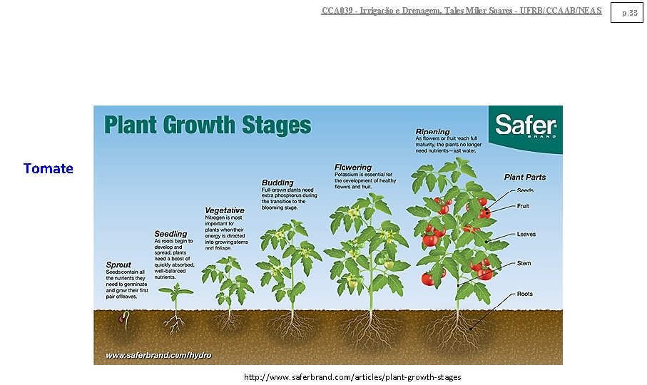 CCA 039 - Irrigação e Drenagem. Tales Miler Soares - UFRB/CCAAB/NEAS Tomate http: //www.