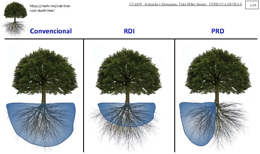 https: //revhr. net/oak-treeroot-depth. html Convencional CCA 039 - Irrigação e Drenagem. Tales Miler Soares