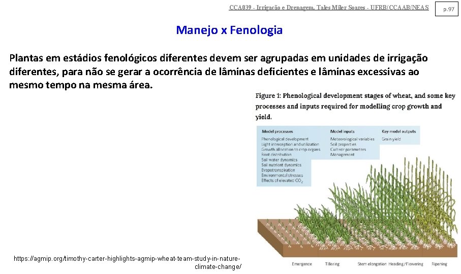 CCA 039 - Irrigação e Drenagem. Tales Miler Soares - UFRB/CCAAB/NEAS Manejo x Fenologia