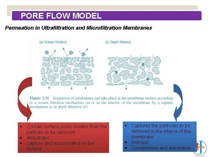 PORE FLOW MODEL Permeation in Ultrafiltration and Microfiltration Membranes § Contain surface pores smaller