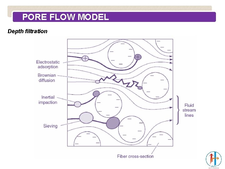 PORE FLOW MODEL Depth filtration 