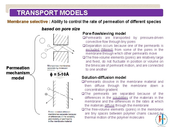 TRANSPORT MODELS Membrane selective : Ability to control the rate of permeation of different