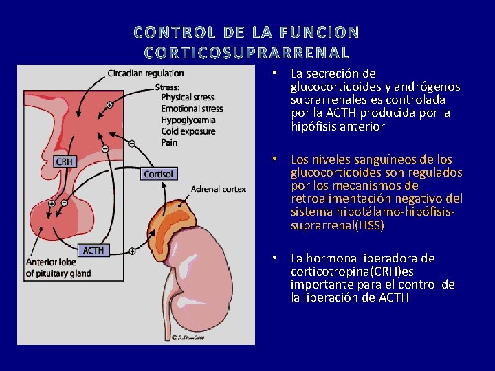  • La secreción de glucocorticoides y andrógenos suprarrenales es controlada por la ACTH