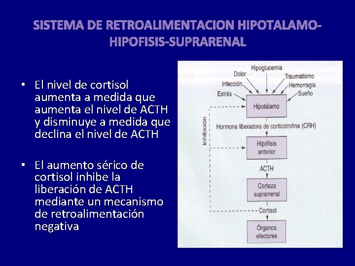 SISTEMA DE RETROALIMENTACION HIPOTALAMOHIPOFISIS-SUPRARENAL • El nivel de cortisol aumenta a medida que aumenta