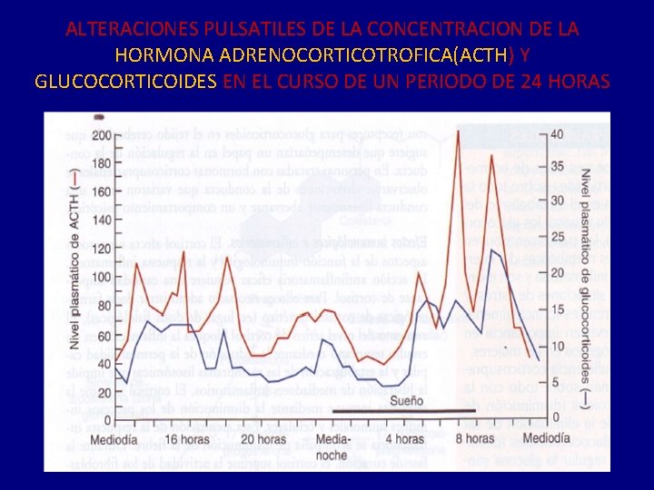 ALTERACIONES PULSATILES DE LA CONCENTRACION DE LA HORMONA ADRENOCORTICOTROFICA(ACTH) Y GLUCOCORTICOIDES EN EL CURSO