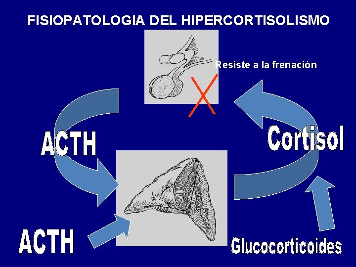 FISIOPATOLOGIA DEL HIPERCORTISOLISMO Resiste a la frenación 