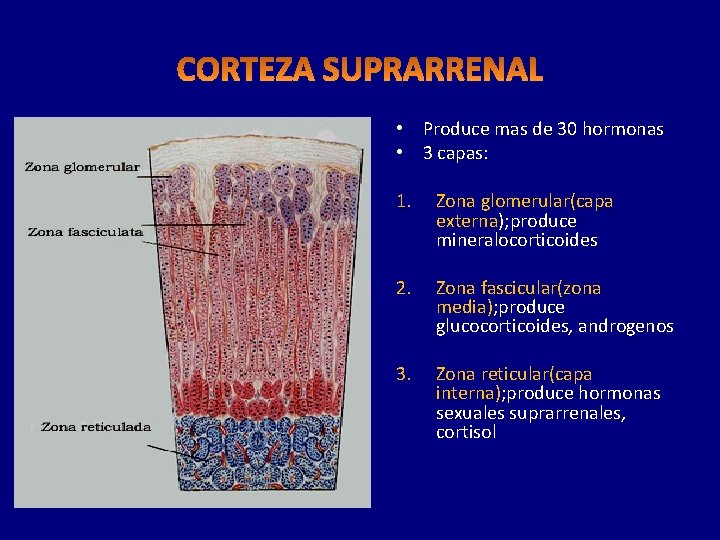  • Produce mas de 30 hormonas • 3 capas: 1. Zona glomerular(capa externa);