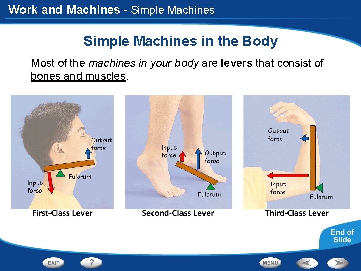 Work and Machines - Simple Machines in the Body Most of the machines in