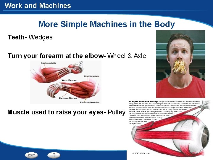 Work and Machines More Simple Machines in the Body Teeth- Wedges Turn your forearm