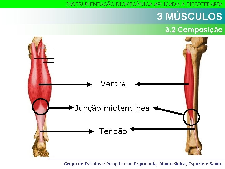 INSTRUMENTAÇÃO BIOMEC NICA APLICADA À FISIOTERAPIA 3 MÚSCULOS 3. 2 Composição Ventre Junção miotendínea